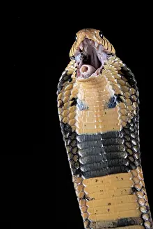 Aggressiveness: Portrati of agreesive Forest cobra (Naja melanoleuca)