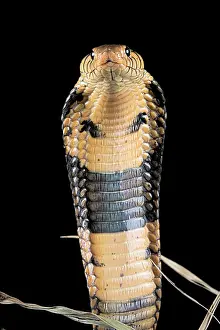 Aggressiveness: Portrati of agreesive Forest cobra (Naja melanoleuca)