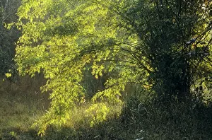 Bamboos: Portriat of a Bamboo tree