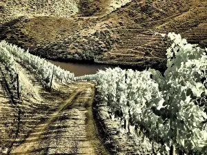 Douro: Portugal, Douro Valley. Backcountry road through