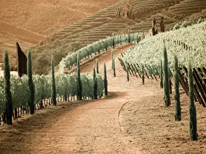 Douro: Portugal, Douro Valley. Backcountry road through