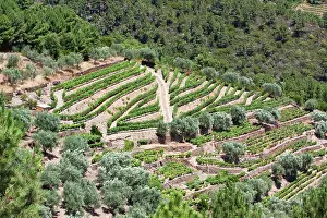 Douro: Portugal, Douro Valley, Pinhao. The vineyards