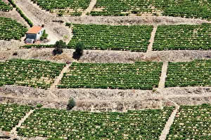 Douro: Portugal, Douro Valley, Pinhao. The vineyards