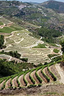 Douro: Portugal, Douro Valley, Pinhao. The vineyards
