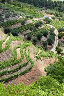 Douro: Portugal, Douro Valley, Pinhao. The vineyards