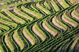 Douro: Portugal, Douro Valley, Pinhao. The vineyards