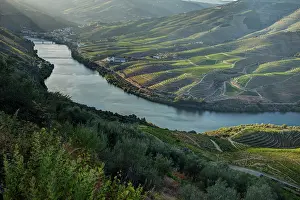 Douro: Portugal, Douro Valley, Pinhao. The vineyards