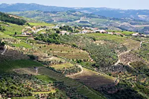 Douro: Portugal, Douro Valley, Pinhao. The vineyards