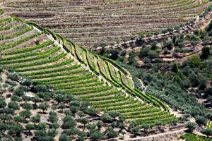 Douro: Portugal, Douro Valley, Pinhao. The vineyards