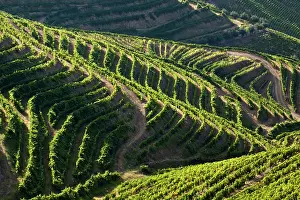 Douro: Portugal, Douro Valley, Pinhao. The vineyards