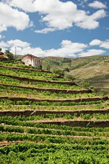Douro: Portugal, Douro Valley, Pinhao. The vineyards