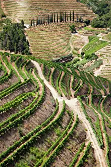 Douro: Portugal, Douro Valley, Pinhao. The vineyards