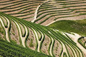 Douro: Portugal, Douro Valley, Pinhao. The vineyards