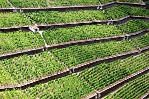 Douro: Portugal, Douro Valley, Pinhao. The vineyards