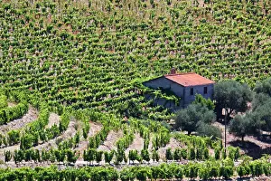 Douro: Portugal, Douro Valley, Pinhao. The vineyards