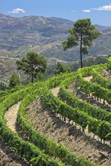 Douro: Portugal, Douro Valley, Pinhao. The vineyards