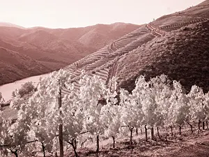 Douro: Portugal, Douro Valley. Vineyards draping the hills