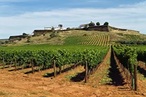 Walled: Portugal, Estremoz. Vineyards in the Alentejo