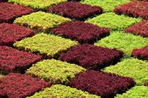 Check: Portugal, Madeira Island, Funchal. Botanical
