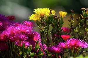 Ilha: Portugal, Madeira Island, Funchal. Botanical