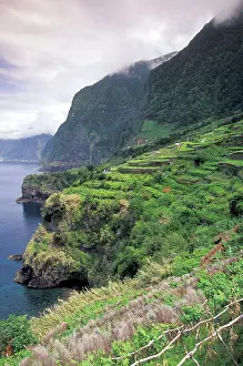 Terraced: Portugal, Madeira, Seixal. Terraced vineyards
