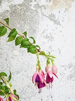 Julie: Portugal, Obidos. Colorful fuchsia hanging against