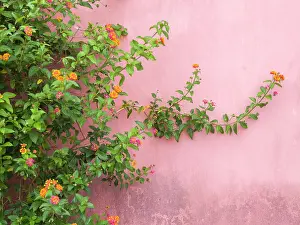 Obidos: Portugal, Obidos. Colorful lantana vine growing