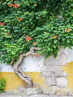 Julie: Portugal, Obidos. Large trumpet vine growing against