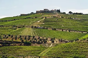 Douro: Portugal, Porto. Vineyards along the Douro