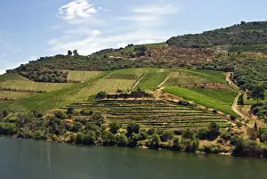 Douro: Portugal, Porto. Vineyards along the Douro