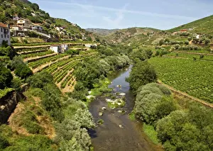 Iberian: Portugal, Porto. Vineyards along the Douro