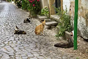 Estremadura: Portugal, Tomar. Cats on a street in Tomar