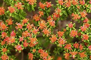 Crowberry: Portuguese Crowberry / Camarina - in flower on dunes