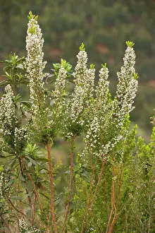Lusitanica: Portuguese Heath