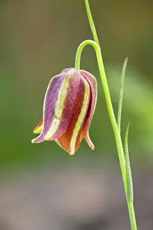 Lusitanica: Portuguese / Lusitanian Fritillary