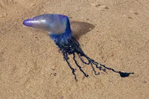 Physalis: Portuguese Man O war / Bluebottle jellifish