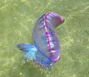Tobago: Portuguese Man o War - floating at sea