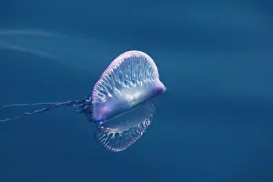 Azore: Portuguese Man-o'-War Jellyfish