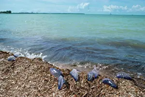 Beached: Portuguese Man-o'-War / Man-of-War Jellyfish -
