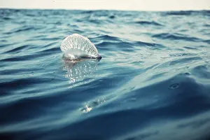 Bluebottle: Portuguese Man-o'-War / Man-of-War JELLYFISH /