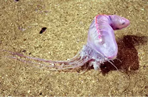 Tentacles: Portuguese Man-o'-War / Man-of-War JELLYFISH / Bluebottle