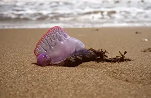 Trinidad: Portuguese Man-o'-War / Man-of-War JELLYFISH / Bluebottle