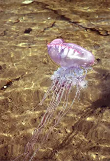 Tentacles: Portuguese Man-o'-War / Man-of-War JELLYFISH / Bluebottle