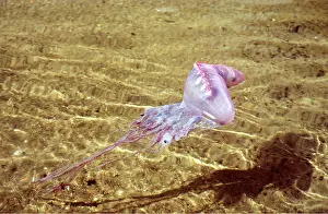 Tentacles: Portuguese Man-o'-War / Man-of-War JELLYFISH / Bluebottle