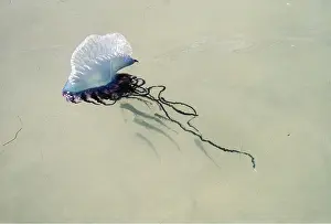 Tentacles: Portuguese Man-o'-War / Man-of-War JELLYFISH / Bluebottle