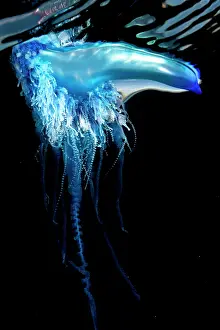 Stinging: Portuguese man o war (Physalia physalis). It is