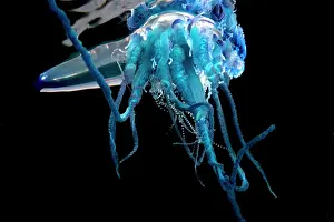 Stinging: Portuguese man o war (Physalia physalis). It is