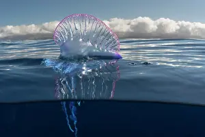 Stinging: Portuguese man o war (Physalia physalis). It is