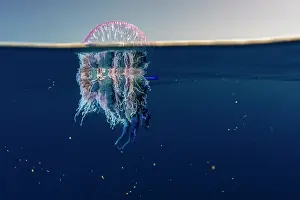 Stinging: Portuguese man o war (Physalia physalis). It is