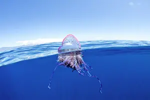 Stinging: The Portuguese man o war (Physalia physalis), a